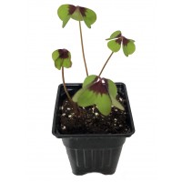 Iron Cross Shamrock Oxalis Plant - Easy grow houseplant - 4" Pot   